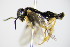  ( - BC ZSM HYM 16784)  @13 [ ] CreativeCommons - Attribution Non-Commercial Share-Alike (2015) Unspecified SNSB, Zoologische Staatssammlung Muenchen