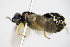  ( - BC ZSM HYM 16785)  @12 [ ] CreativeCommons - Attribution Non-Commercial Share-Alike (2015) Unspecified SNSB, Zoologische Staatssammlung Muenchen