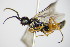  ( - BC ZSM HYM 16799)  @12 [ ] CreativeCommons - Attribution Non-Commercial Share-Alike (2015) Unspecified SNSB, Zoologische Staatssammlung Muenchen