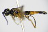  ( - BC ZSM HYM 16801)  @13 [ ] CreativeCommons - Attribution Non-Commercial Share-Alike (2015) Unspecified SNSB, Zoologische Staatssammlung Muenchen