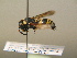  ( - BC ZSM HYM 17201)  @12 [ ] CreativeCommons - Attribution Non-Commercial Share-Alike (2015) Unspecified SNSB, Zoologische Staatssammlung Muenchen