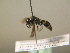  ( - BC ZSM HYM 17204)  @13 [ ] CreativeCommons - Attribution Non-Commercial Share-Alike (2015) Unspecified SNSB, Zoologische Staatssammlung Muenchen