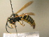  ( - BC ZSM HYM 17212)  @13 [ ] CreativeCommons - Attribution Non-Commercial Share-Alike (2015) Unspecified SNSB, Zoologische Staatssammlung Muenchen