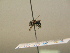  ( - BC ZSM HYM 17225)  @12 [ ] CreativeCommons - Attribution Non-Commercial Share-Alike (2015) Unspecified SNSB, Zoologische Staatssammlung Muenchen