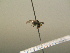  ( - BC ZSM HYM 17226)  @12 [ ] CreativeCommons - Attribution Non-Commercial Share-Alike (2015) Unspecified SNSB, Zoologische Staatssammlung Muenchen