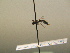  ( - BC ZSM HYM 17229)  @12 [ ] CreativeCommons - Attribution Non-Commercial Share-Alike (2015) Unspecified SNSB, Zoologische Staatssammlung Muenchen