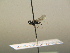  ( - BC ZSM HYM 17230)  @12 [ ] CreativeCommons - Attribution Non-Commercial Share-Alike (2015) Unspecified SNSB, Zoologische Staatssammlung Muenchen
