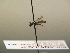  ( - BC ZSM HYM 17231)  @12 [ ] CreativeCommons - Attribution Non-Commercial Share-Alike (2015) Unspecified SNSB, Zoologische Staatssammlung Muenchen