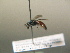  ( - BC ZSM HYM 17239)  @12 [ ] CreativeCommons - Attribution Non-Commercial Share-Alike (2015) Unspecified SNSB, Zoologische Staatssammlung Muenchen