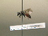  ( - BC ZSM HYM 17240)  @12 [ ] CreativeCommons - Attribution Non-Commercial Share-Alike (2015) Unspecified SNSB, Zoologische Staatssammlung Muenchen