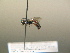  ( - BC ZSM HYM 17241)  @12 [ ] CreativeCommons - Attribution Non-Commercial Share-Alike (2015) Unspecified SNSB, Zoologische Staatssammlung Muenchen