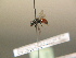  ( - BC ZSM HYM 17242)  @12 [ ] CreativeCommons - Attribution Non-Commercial Share-Alike (2015) Unspecified SNSB, Zoologische Staatssammlung Muenchen