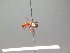  ( - BC ZSM HYM 17244)  @12 [ ] CreativeCommons - Attribution Non-Commercial Share-Alike (2015) Unspecified SNSB, Zoologische Staatssammlung Muenchen