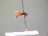  ( - BC ZSM HYM 17246)  @12 [ ] CreativeCommons - Attribution Non-Commercial Share-Alike (2015) Unspecified SNSB, Zoologische Staatssammlung Muenchen
