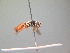  ( - BC ZSM HYM 17247)  @12 [ ] CreativeCommons - Attribution Non-Commercial Share-Alike (2015) Unspecified SNSB, Zoologische Staatssammlung Muenchen