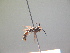  ( - BC ZSM HYM 17249)  @12 [ ] CreativeCommons - Attribution Non-Commercial Share-Alike (2015) Unspecified SNSB, Zoologische Staatssammlung Muenchen