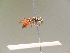  ( - BC ZSM HYM 17252)  @12 [ ] CreativeCommons - Attribution Non-Commercial Share-Alike (2015) Unspecified SNSB, Zoologische Staatssammlung Muenchen