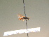  ( - BC ZSM HYM 17260)  @12 [ ] CreativeCommons - Attribution Non-Commercial Share-Alike (2015) Unspecified SNSB, Zoologische Staatssammlung Muenchen
