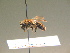  ( - BC ZSM HYM 17267)  @12 [ ] CreativeCommons - Attribution Non-Commercial Share-Alike (2015) Unspecified SNSB, Zoologische Staatssammlung Muenchen