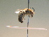  ( - BC ZSM HYM 17270)  @11 [ ] CreativeCommons - Attribution Non-Commercial Share-Alike (2015) Unspecified SNSB, Zoologische Staatssammlung Muenchen