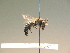  ( - BC ZSM HYM 17271)  @11 [ ] CreativeCommons - Attribution Non-Commercial Share-Alike (2015) Unspecified SNSB, Zoologische Staatssammlung Muenchen