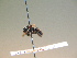  ( - BC ZSM HYM 17280)  @12 [ ] CreativeCommons - Attribution Non-Commercial Share-Alike (2015) Unspecified SNSB, Zoologische Staatssammlung Muenchen