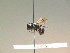  ( - BC ZSM HYM 17281)  @12 [ ] CreativeCommons - Attribution Non-Commercial Share-Alike (2015) Unspecified SNSB, Zoologische Staatssammlung Muenchen