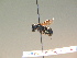  ( - BC ZSM HYM 17282)  @12 [ ] CreativeCommons - Attribution Non-Commercial Share-Alike (2015) Unspecified SNSB, Zoologische Staatssammlung Muenchen