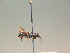  ( - BC ZSM HYM 17283)  @12 [ ] CreativeCommons - Attribution Non-Commercial Share-Alike (2015) Unspecified SNSB, Zoologische Staatssammlung Muenchen