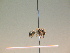  ( - BC ZSM HYM 17284)  @13 [ ] CreativeCommons - Attribution Non-Commercial Share-Alike (2015) Unspecified SNSB, Zoologische Staatssammlung Muenchen
