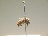  ( - BC ZSM HYM 17288)  @12 [ ] CreativeCommons - Attribution Non-Commercial Share-Alike (2015) Unspecified SNSB, Zoologische Staatssammlung Muenchen