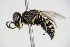  ( - BC ZSM HYM 17291)  @13 [ ] CreativeCommons - Attribution Non-Commercial Share-Alike (2015) Unspecified SNSB, Zoologische Staatssammlung Muenchen