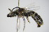  ( - BC ZSM HYM 17300)  @12 [ ] CreativeCommons - Attribution Non-Commercial Share-Alike (2015) Unspecified SNSB, Zoologische Staatssammlung Muenchen