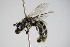  ( - BC ZSM HYM 17301)  @13 [ ] CreativeCommons - Attribution Non-Commercial Share-Alike (2015) Unspecified SNSB, Zoologische Staatssammlung Muenchen