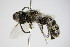  ( - BC ZSM HYM 17302)  @13 [ ] CreativeCommons - Attribution Non-Commercial Share-Alike (2015) Unspecified SNSB, Zoologische Staatssammlung Muenchen