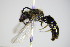  ( - BC ZSM HYM 17303)  @11 [ ] CreativeCommons - Attribution Non-Commercial Share-Alike (2015) Unspecified SNSB, Zoologische Staatssammlung Muenchen