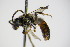  ( - BC ZSM HYM 17311)  @12 [ ] CreativeCommons - Attribution Non-Commercial Share-Alike (2015) Unspecified SNSB, Zoologische Staatssammlung Muenchen