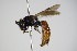  ( - BC ZSM HYM 17312)  @13 [ ] CreativeCommons - Attribution Non-Commercial Share-Alike (2015) Unspecified SNSB, Zoologische Staatssammlung Muenchen