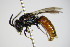  ( - BC ZSM HYM 17313)  @13 [ ] CreativeCommons - Attribution Non-Commercial Share-Alike (2015) Unspecified SNSB, Zoologische Staatssammlung Muenchen