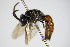  ( - BC ZSM HYM 17314)  @13 [ ] CreativeCommons - Attribution Non-Commercial Share-Alike (2015) Unspecified SNSB, Zoologische Staatssammlung Muenchen