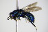  ( - BC ZSM HYM 17329)  @13 [ ] CreativeCommons - Attribution Non-Commercial Share-Alike (2015) Unspecified SNSB, Zoologische Staatssammlung Muenchen