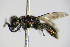  ( - BC ZSM HYM 17342)  @12 [ ] CreativeCommons - Attribution Non-Commercial Share-Alike (2015) Unspecified SNSB, Zoologische Staatssammlung Muenchen