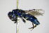  ( - BC ZSM HYM 17343)  @13 [ ] CreativeCommons - Attribution Non-Commercial Share-Alike (2015) Unspecified SNSB, Zoologische Staatssammlung Muenchen