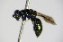  ( - BC ZSM HYM 17360)  @13 [ ] CreativeCommons - Attribution Non-Commercial Share-Alike (2015) Unspecified SNSB, Zoologische Staatssammlung Muenchen