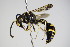  ( - BC ZSM HYM 17368)  @14 [ ] CreativeCommons - Attribution Non-Commercial Share-Alike (2015) Unspecified SNSB, Zoologische Staatssammlung Muenchen