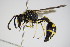  ( - BC ZSM HYM 17369)  @14 [ ] CreativeCommons - Attribution Non-Commercial Share-Alike (2015) Unspecified SNSB, Zoologische Staatssammlung Muenchen