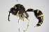  ( - BC ZSM HYM 17371)  @13 [ ] CreativeCommons - Attribution Non-Commercial Share-Alike (2015) Unspecified SNSB, Zoologische Staatssammlung Muenchen
