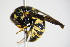  ( - BC ZSM HYM 17374)  @13 [ ] CreativeCommons - Attribution Non-Commercial Share-Alike (2015) Unspecified SNSB, Zoologische Staatssammlung Muenchen