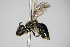  ( - BC ZSM HYM 17408)  @11 [ ] CreativeCommons - Attribution Non-Commercial Share-Alike (2015) Unspecified SNSB, Zoologische Staatssammlung Muenchen