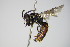  ( - BC ZSM HYM 17412)  @13 [ ] CreativeCommons - Attribution Non-Commercial Share-Alike (2015) Unspecified SNSB, Zoologische Staatssammlung Muenchen
